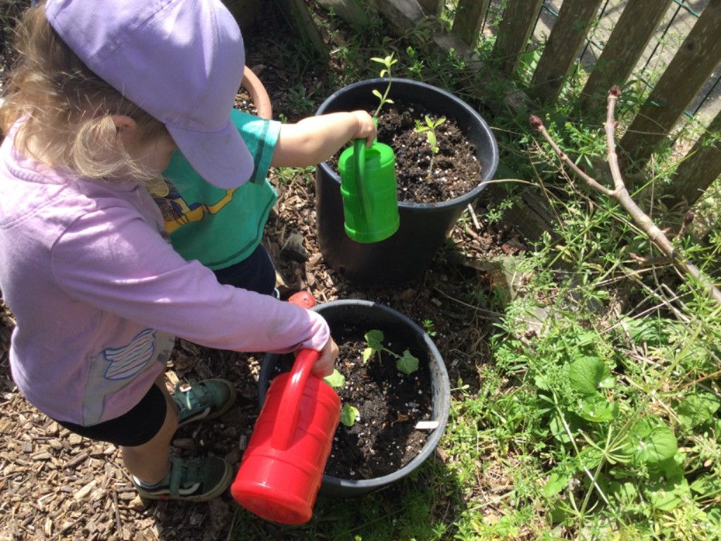 A little girl is watering plants in pots with a watering can.