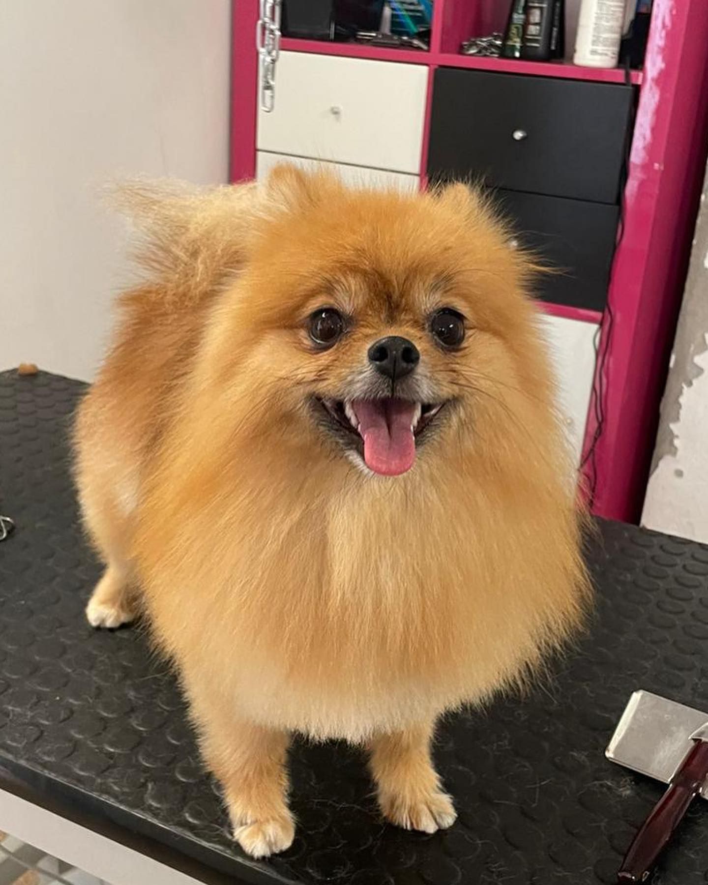 taglio cane dopo
