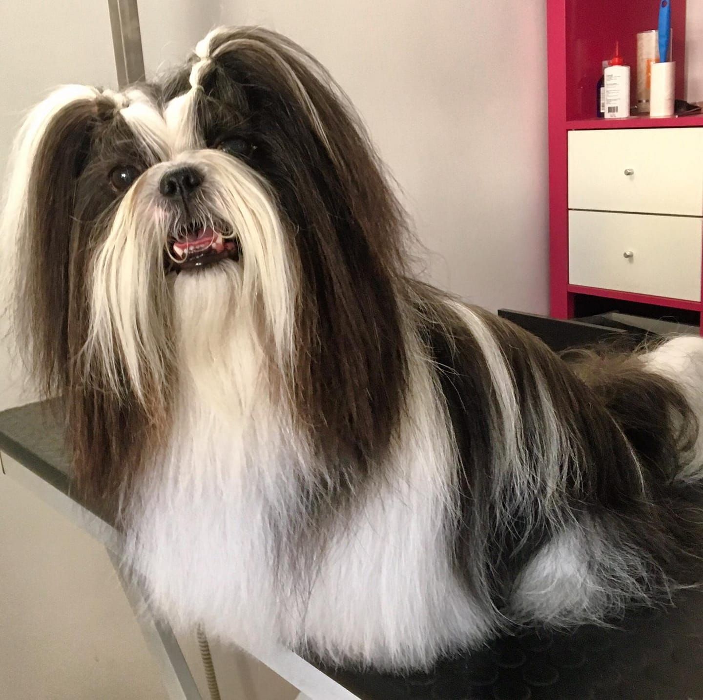 taglio pelo