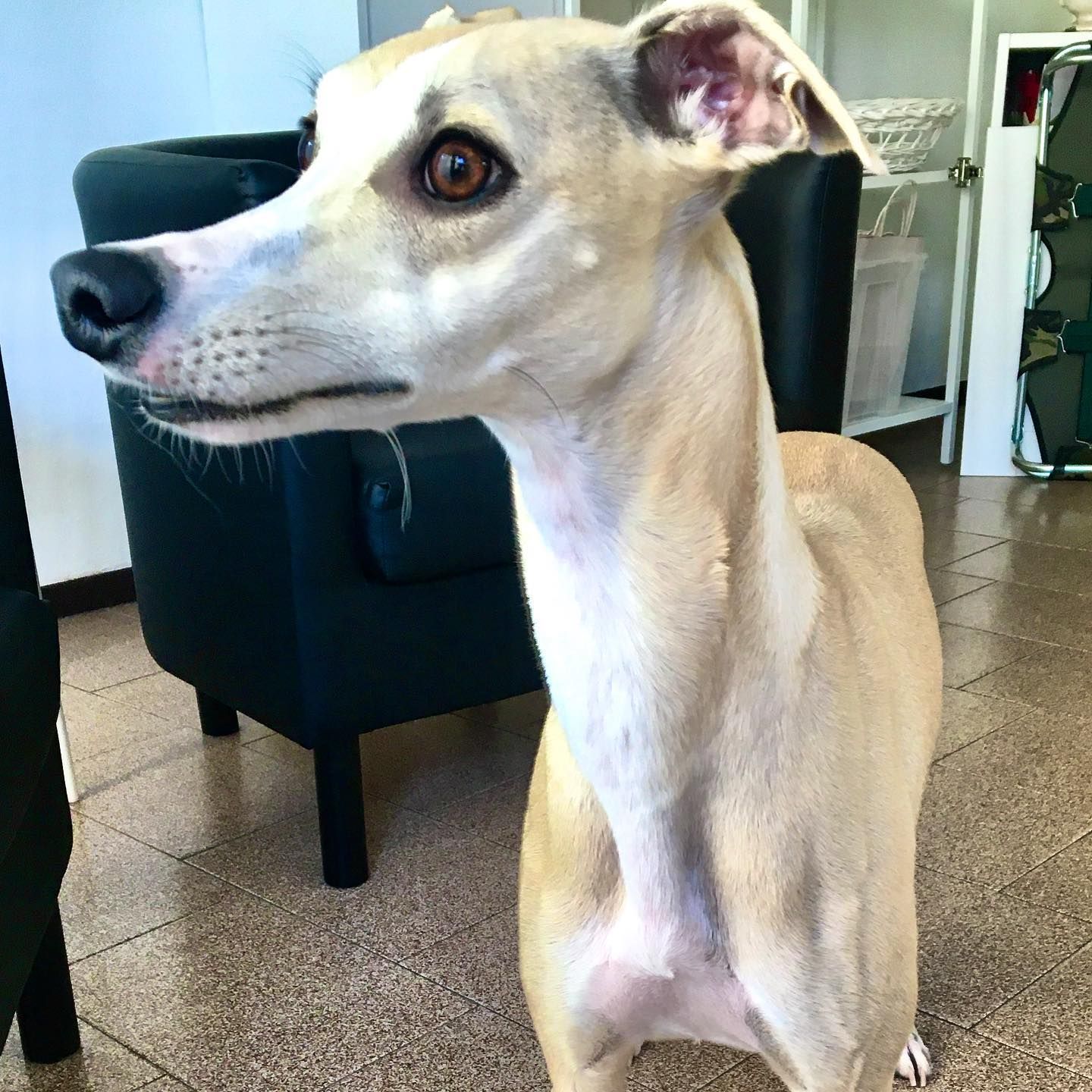 toelettatura