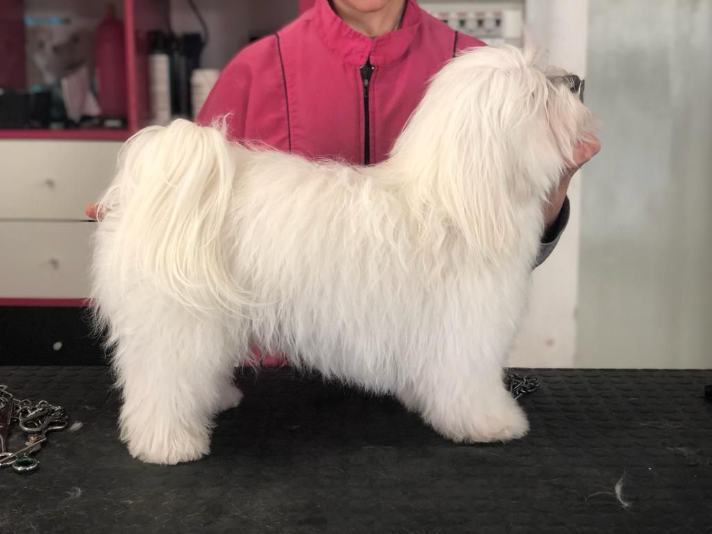 taglio cane prima