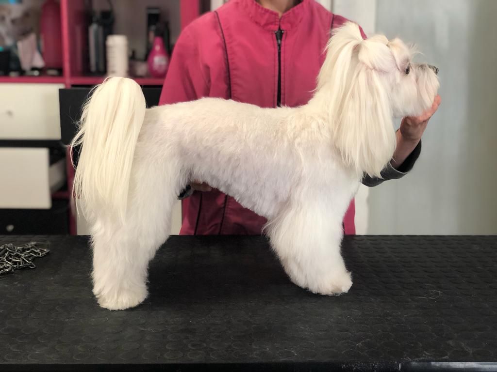 taglio cane dopo