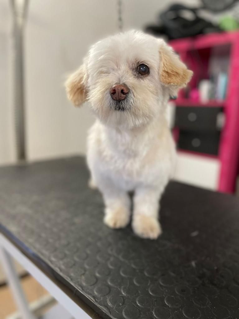 taglio cane dopo