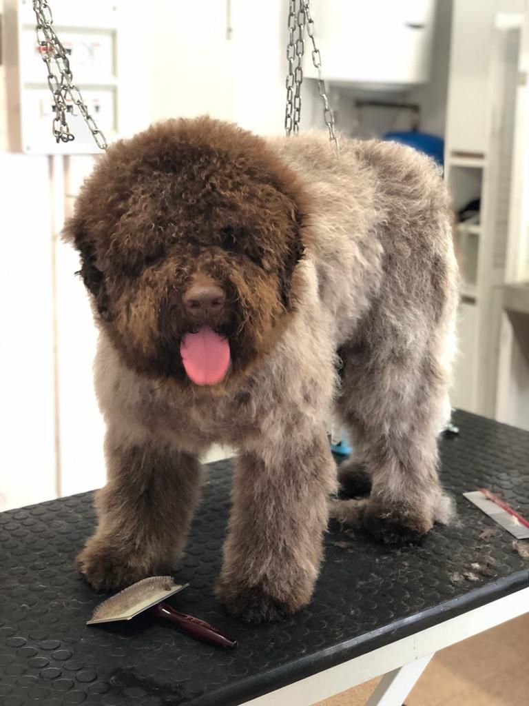 taglio cane prima