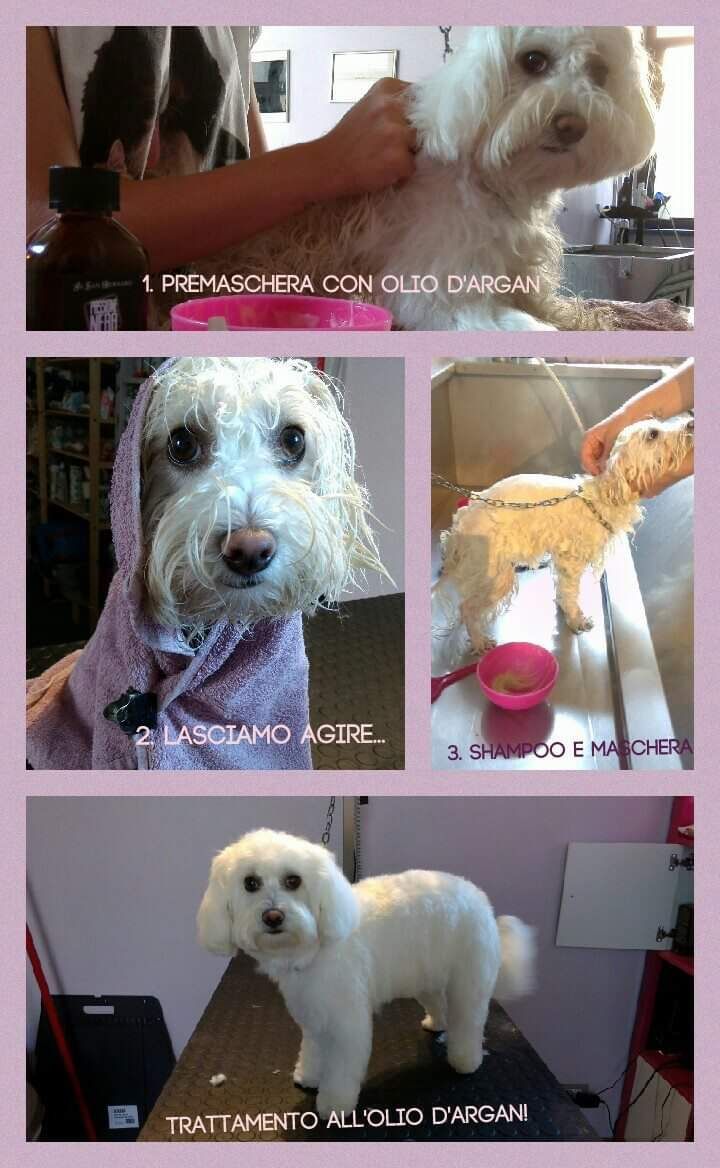 toelettatura