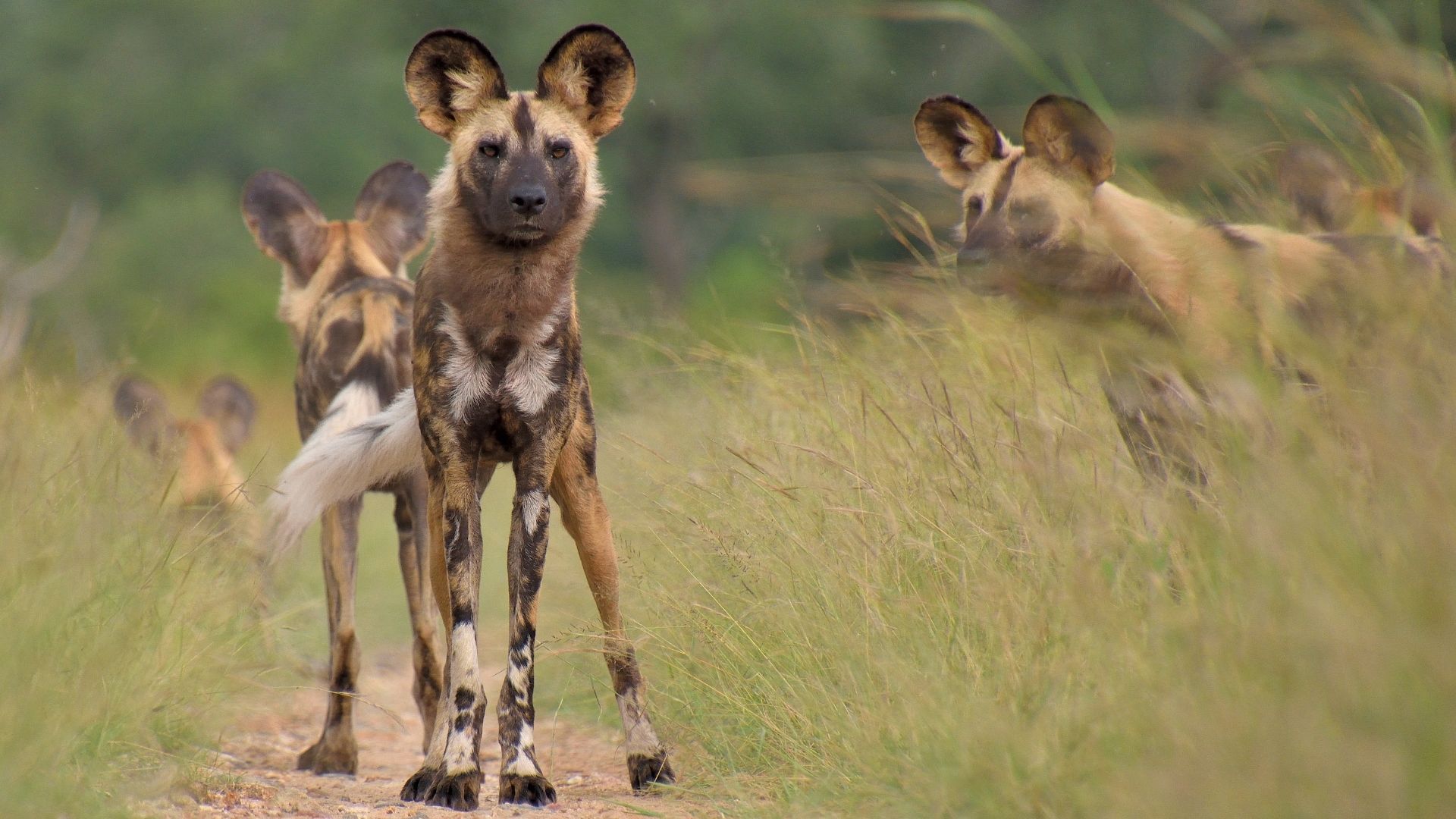 A pack of African wild dogs with mottled brown, black, and white fur standing in tall grass and on a dirt path.