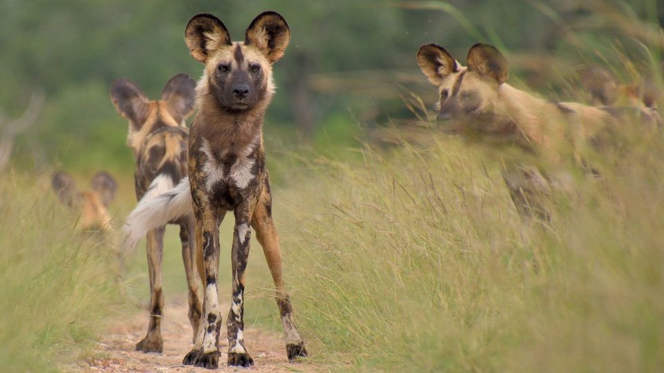 A pack of African wild dogs with mottled brown, black, and white fur standing in tall grass and on a dirt path.
