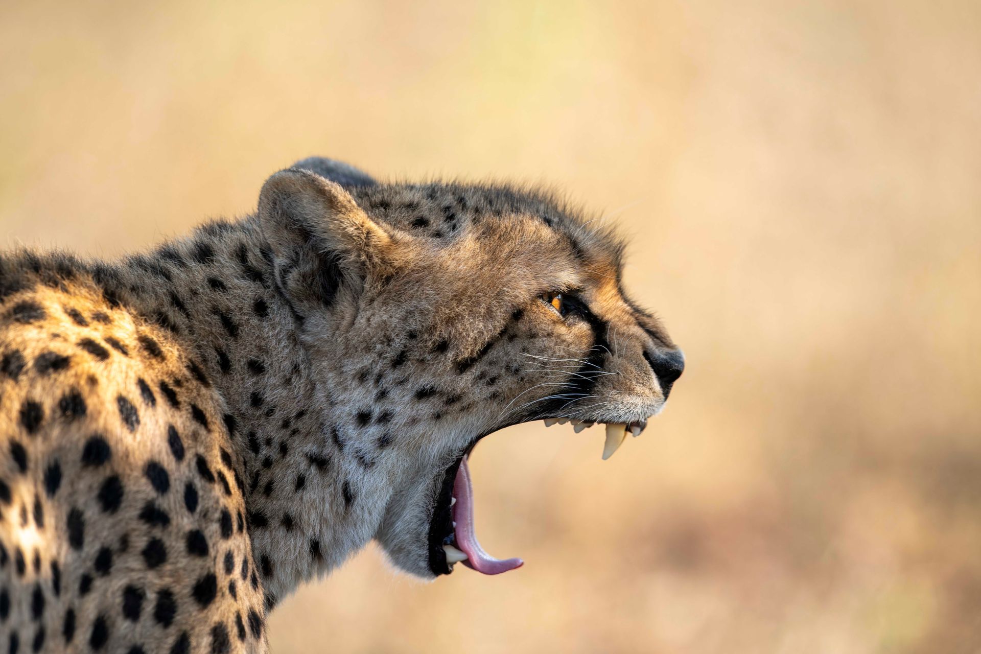 A side profile of a cheetah with black spots on tawny fur, mouth open wide to reveal its teeth against a blurred background.