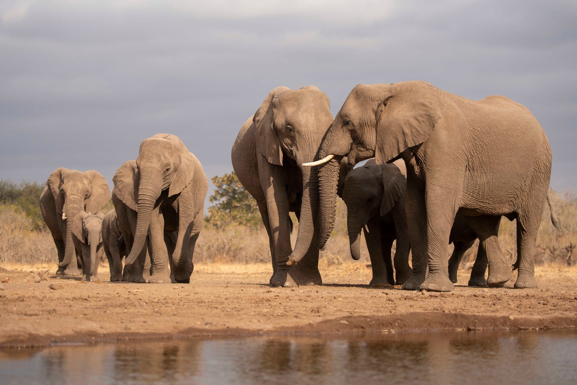A small herd of elephants walking along the edge of a watering hole under a cloudy sky.