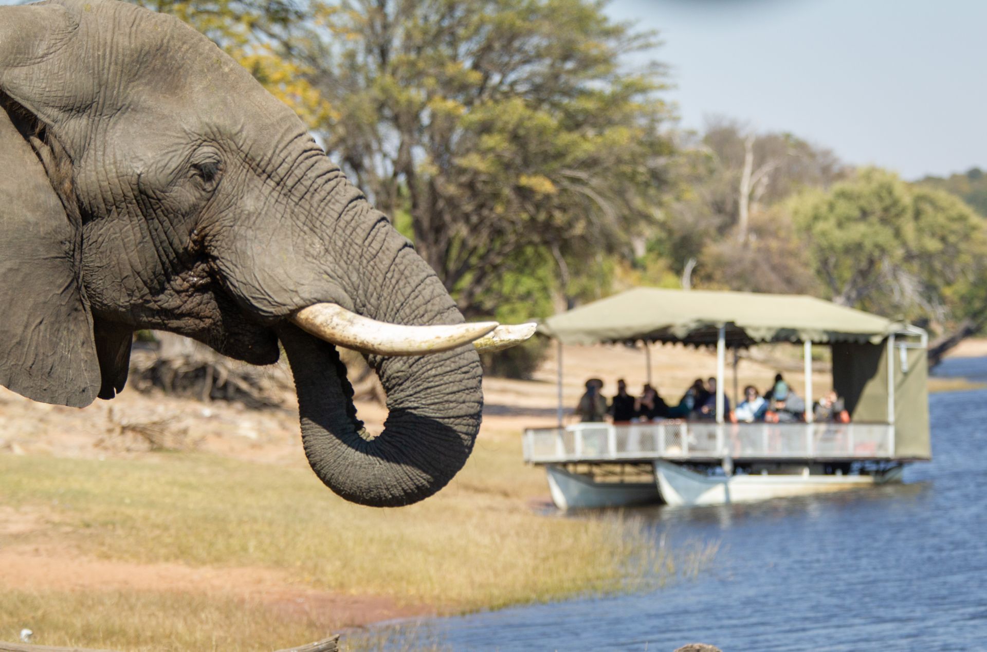 An elephant stands by the water’s edge near a safari boat filled with tourists.