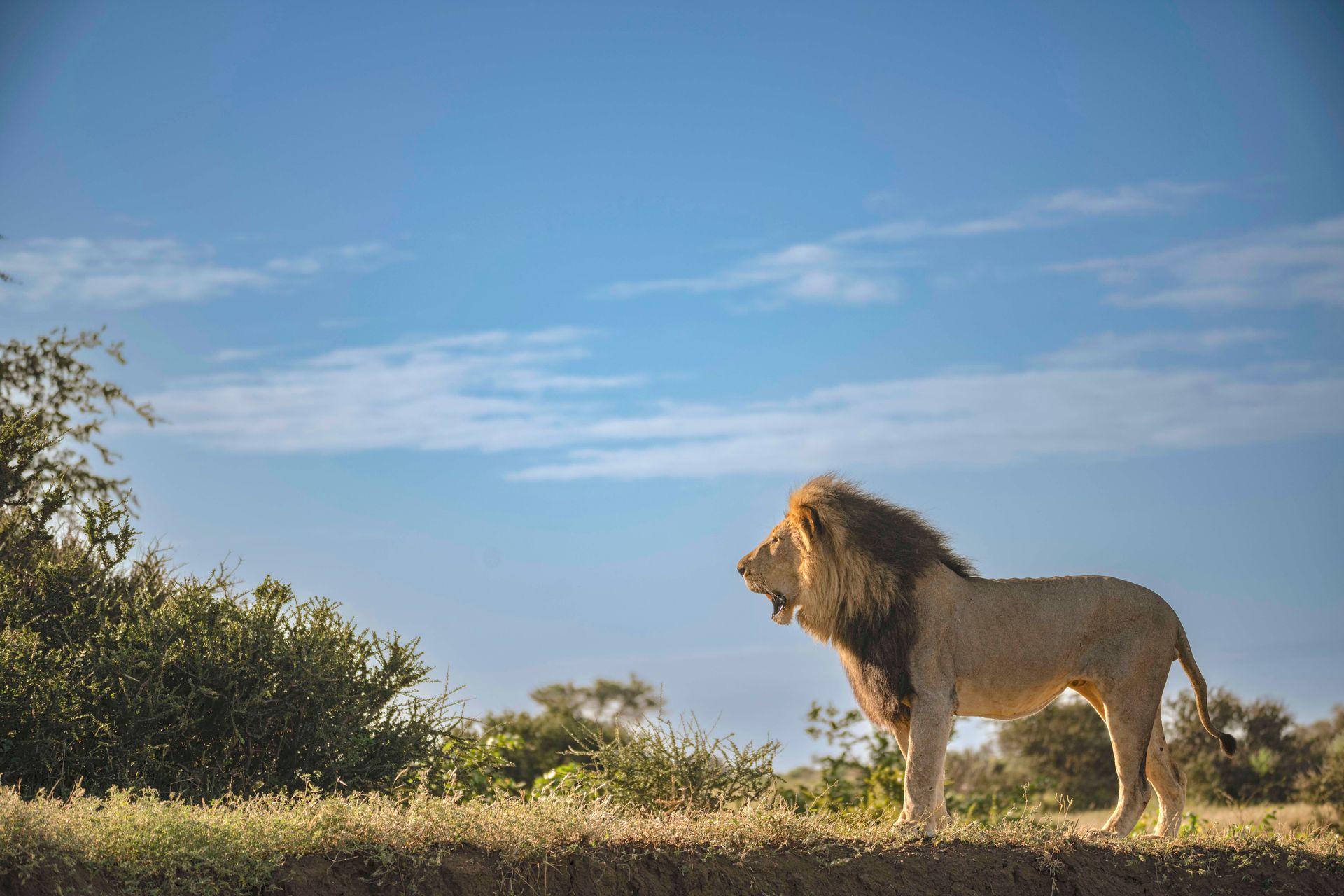 A male lion with a dark mane stands in profile on a grassy savanna under a bright, cloudy blue sky.
