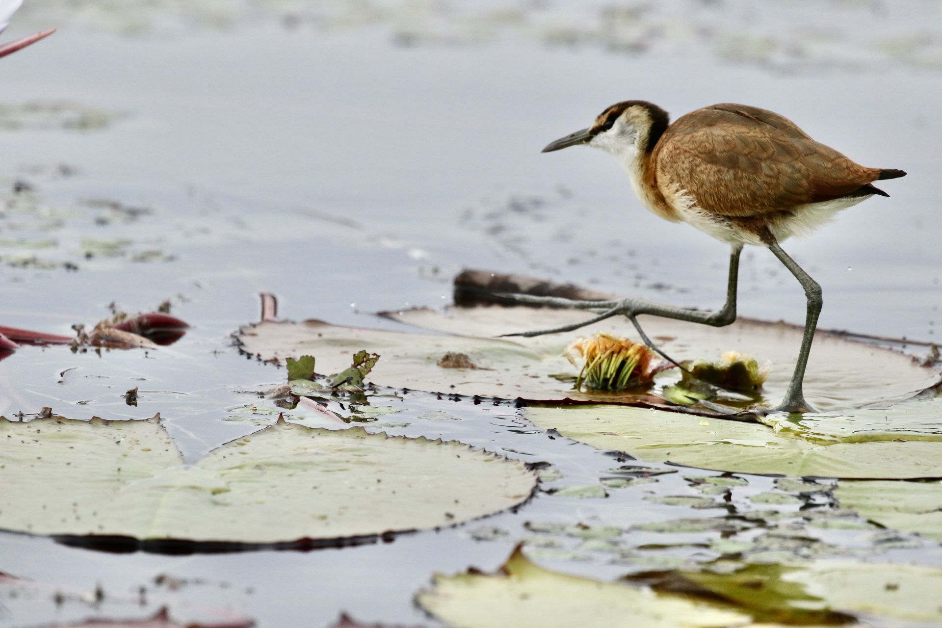A brown jacana bird walking cautiously across large, flat lily pads on a calm, grey pond.