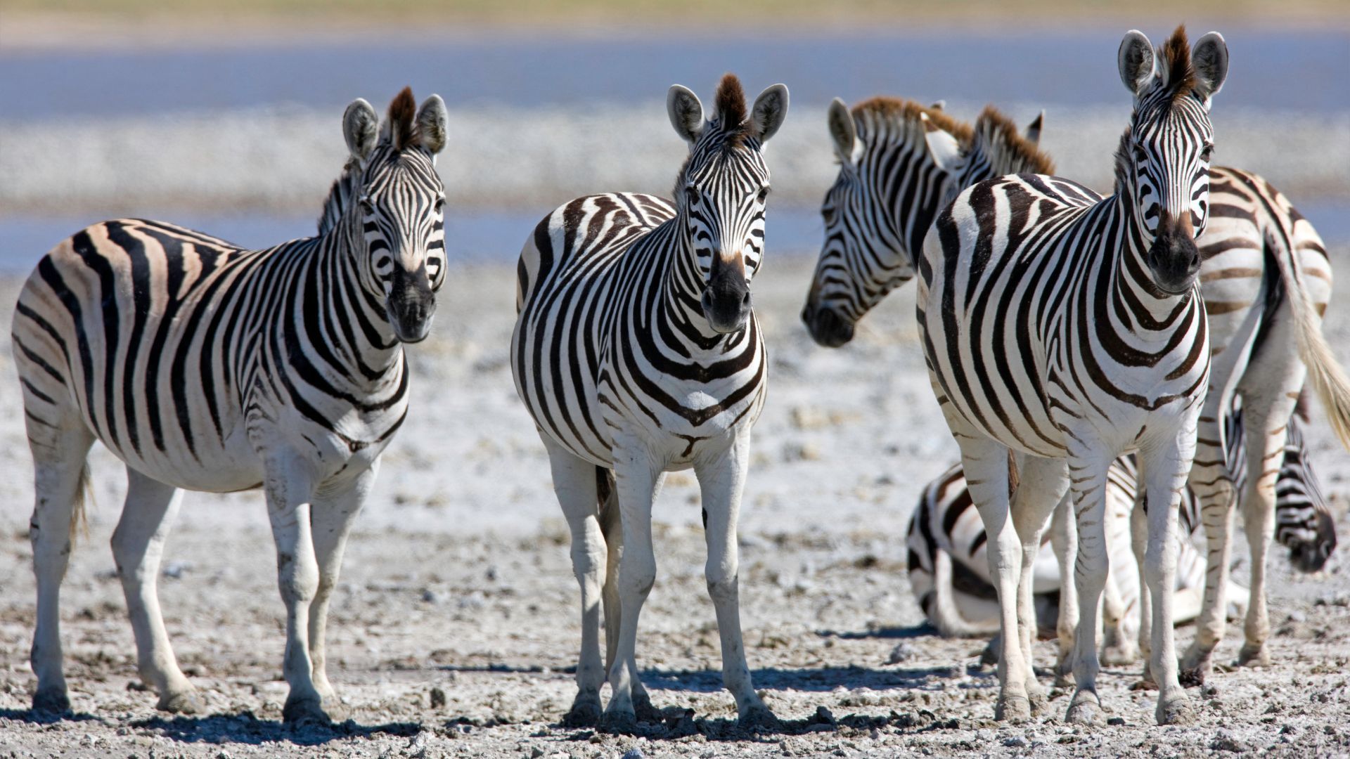 Four zebras standing on dry, light-colored ground in a sunny, open-air environment.