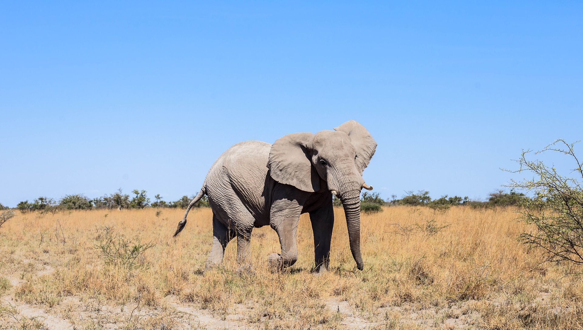 An African elephant walks through dry, golden grasslands under a clear blue sky.