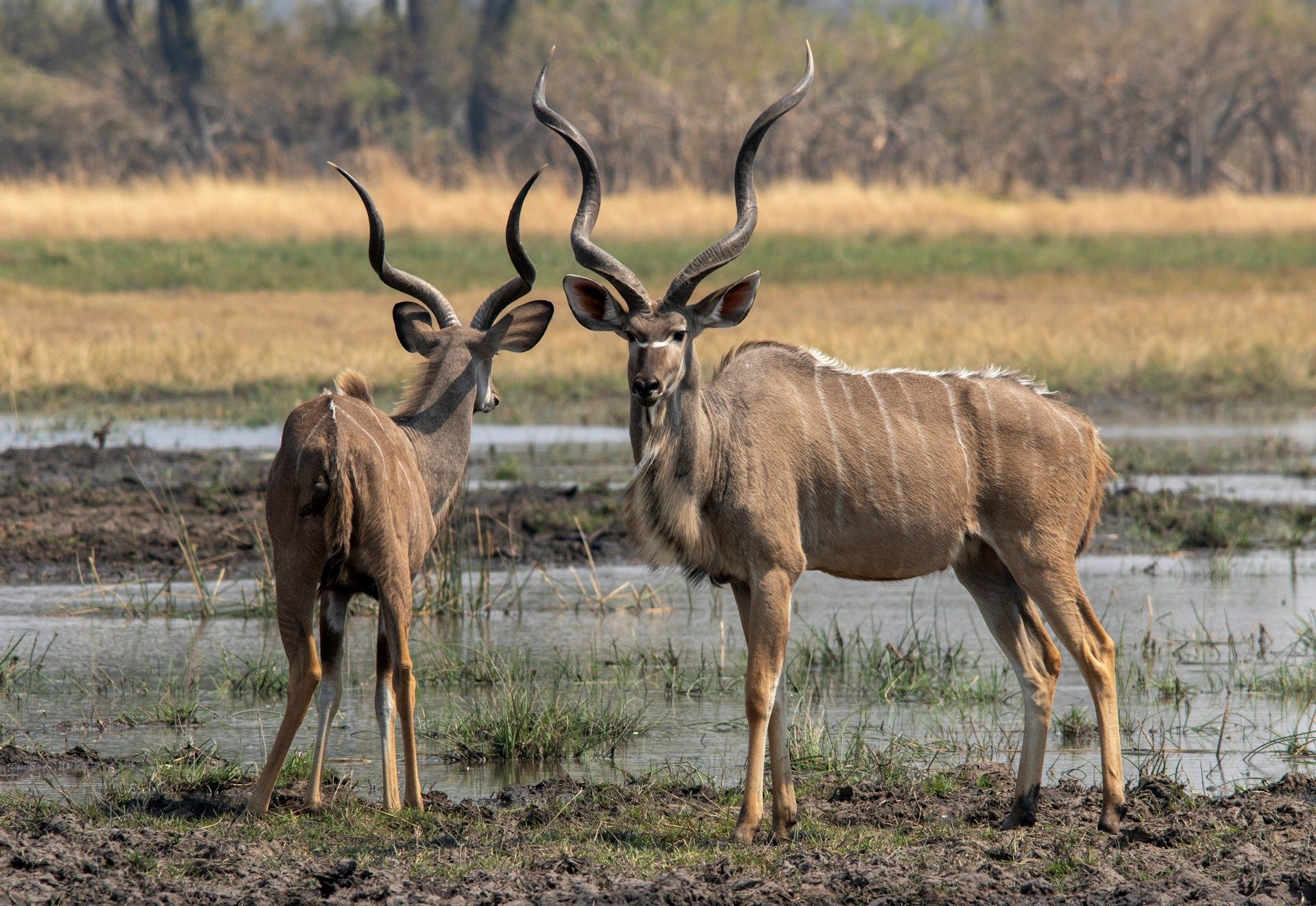 Two kudu bulls with large, spiraled horns stand in a muddy, shallow wetland with dry grassland in the background.