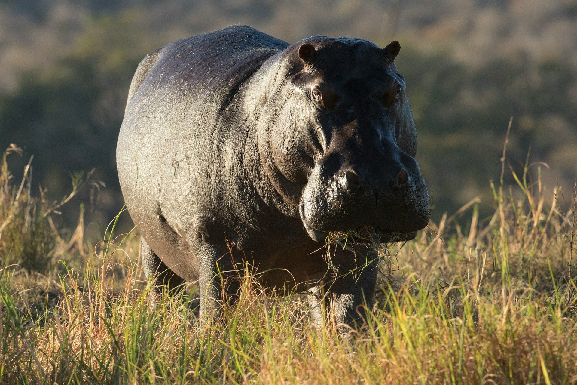 A large, dark-skinned hippopotamus walks through tall, sunlit grass in an open field.