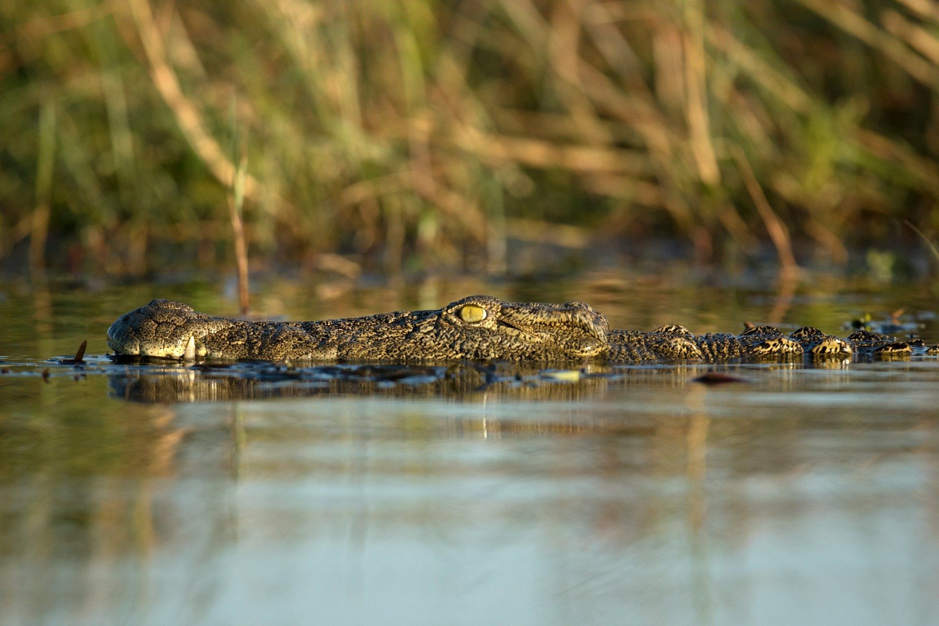A crocodile with textured, mottled skin rests partially submerged in calm water with tall grasses in the background.