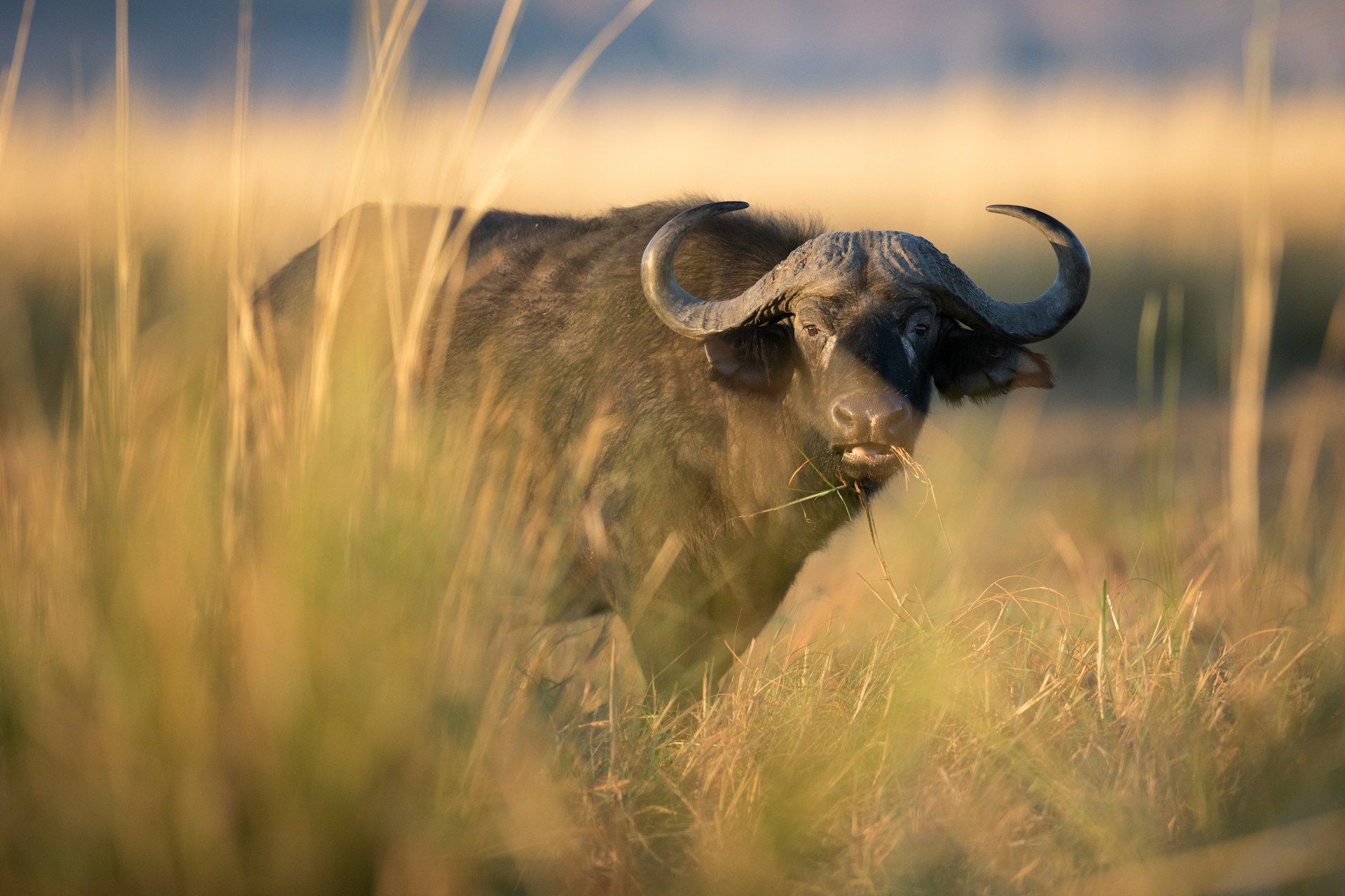 An African buffalo with large, curved horns grazing in a golden grassy field.