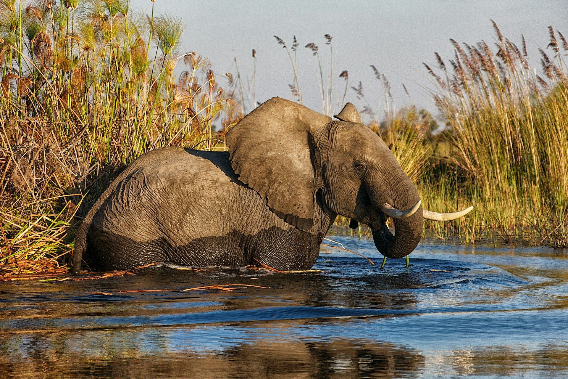 An African elephant wading in a marshy river, partially submerged in dark water with reeds and grass in the background.