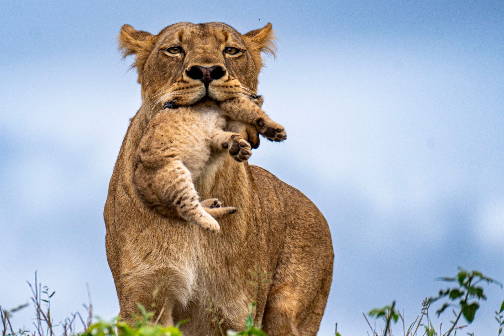 A lioness carries her small cub gently in her mouth against a bright, overcast sky.