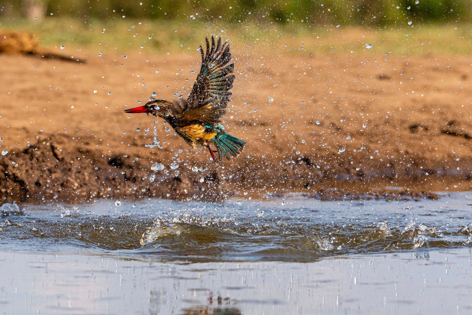 A colorful kingfisher with vibrant blue wings takes flight from a splash of water, wings raised against a sandy background.