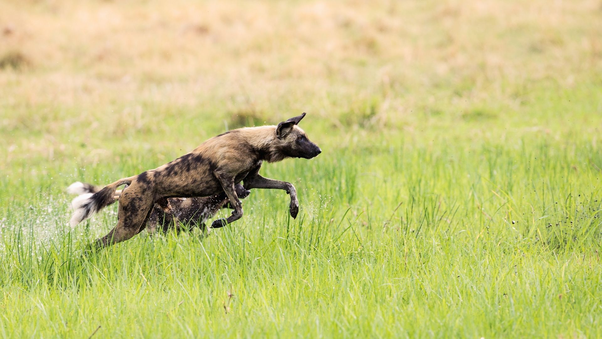 An African wild dog with a mottled brown and black coat leaps through tall green grass in a field.