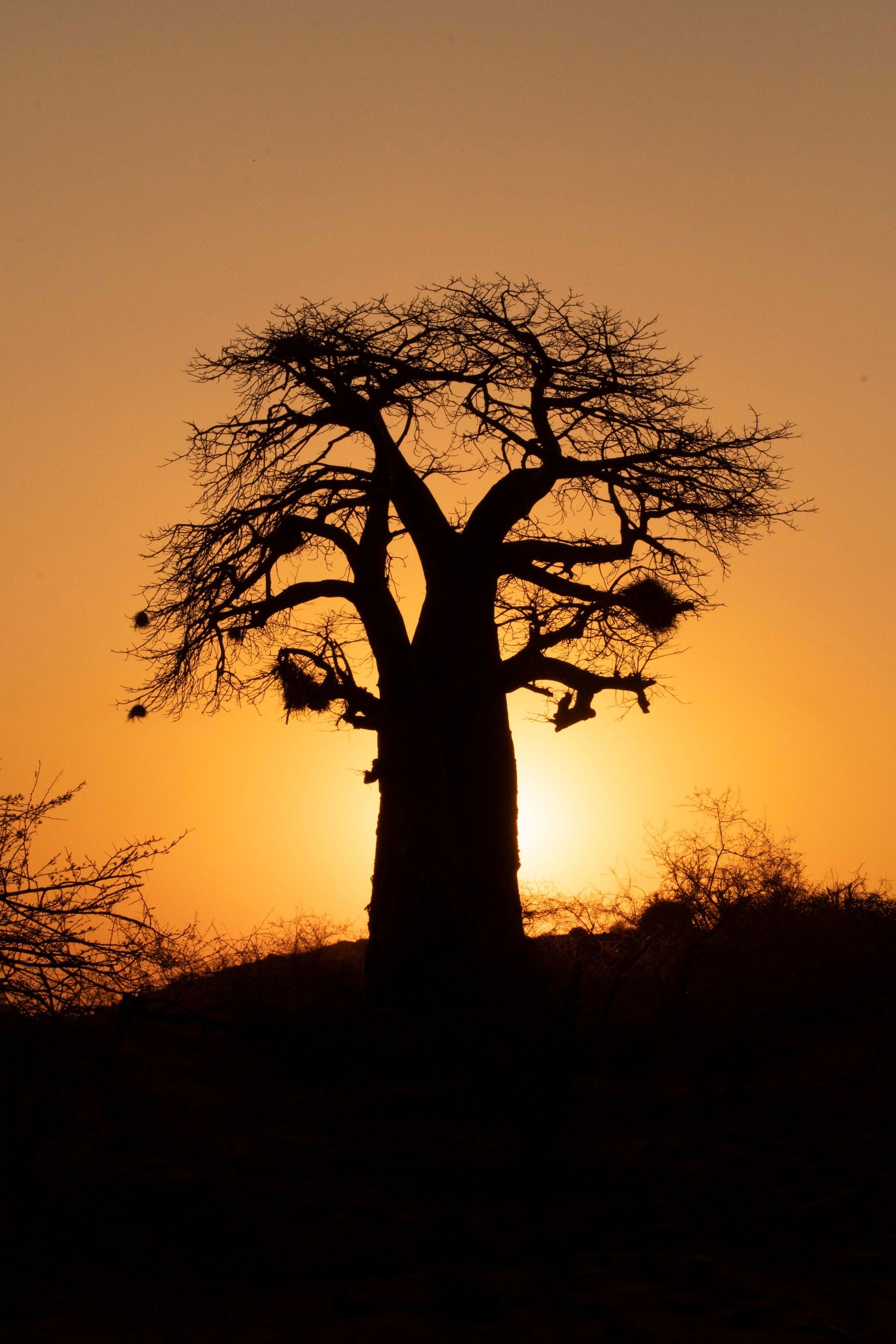 A silhouette of a baobab tree against a golden sunset.