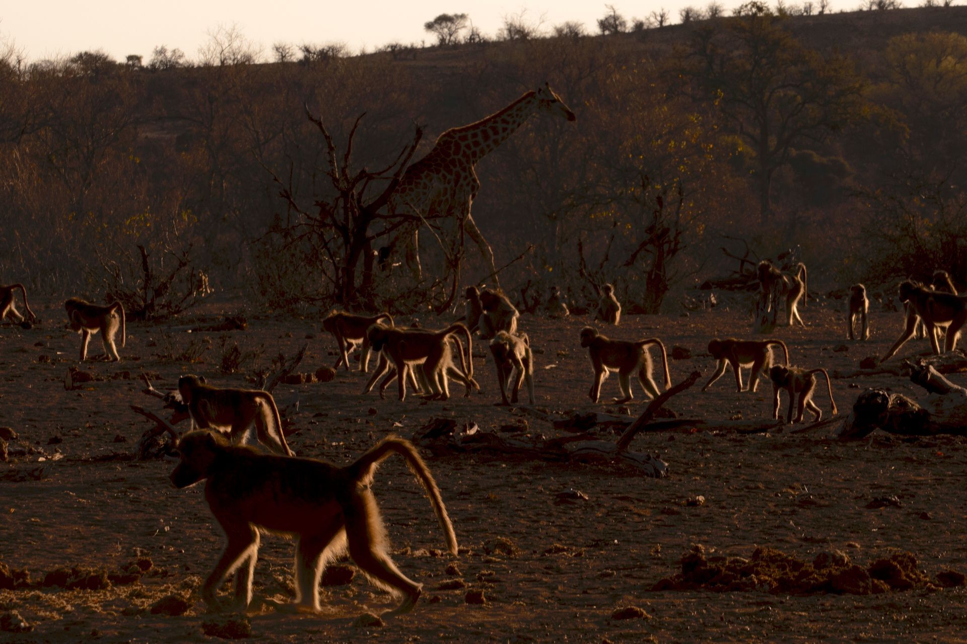 A large troop of baboons roams across a dry, shadowed landscape with a giraffe standing in the background.