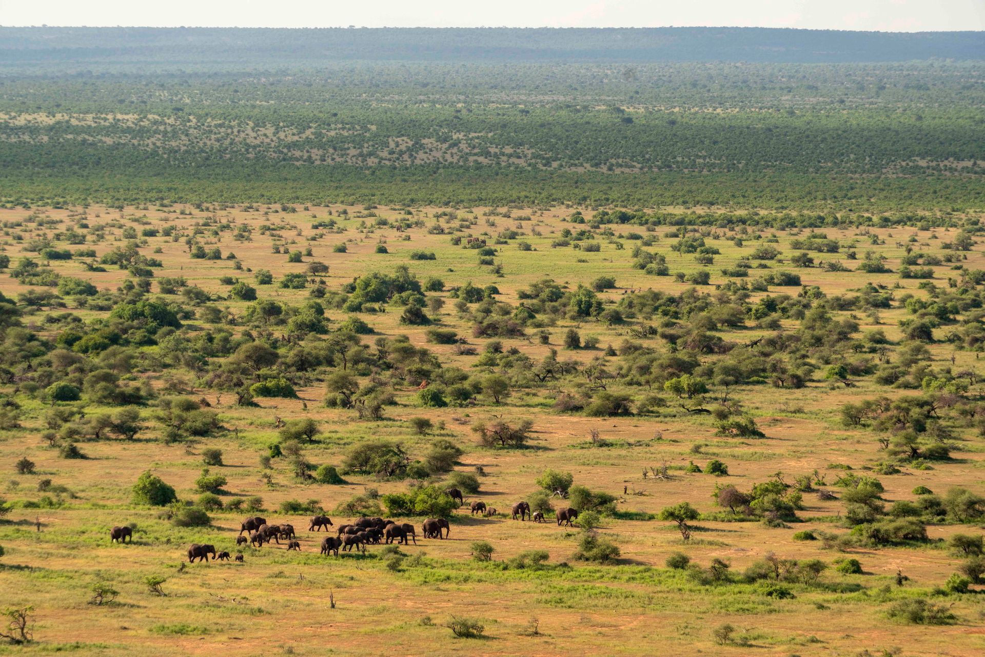 A herd of elephants walks through a vast, grassy African savanna dotted with shrubs under a clear sky.