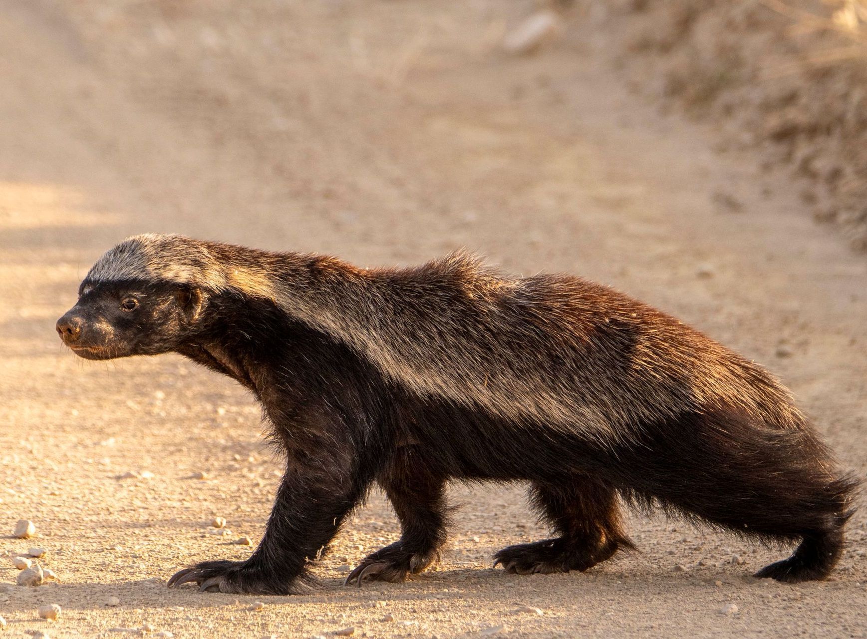 A honey badger with a distinct white back and black underside walks across a dirt path in profile.