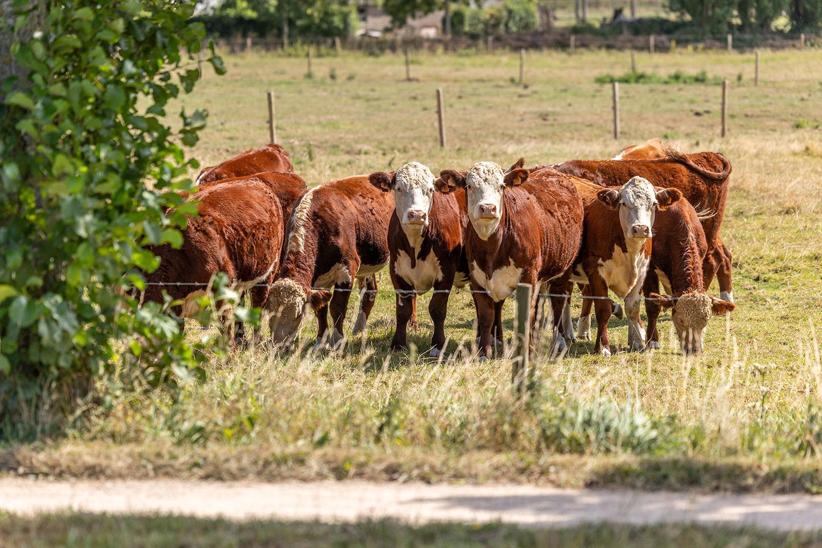 Grazend vee in een grasveld, met bruine en witte markeringen, vlak bij een hek, onder een zonnige hemel.
