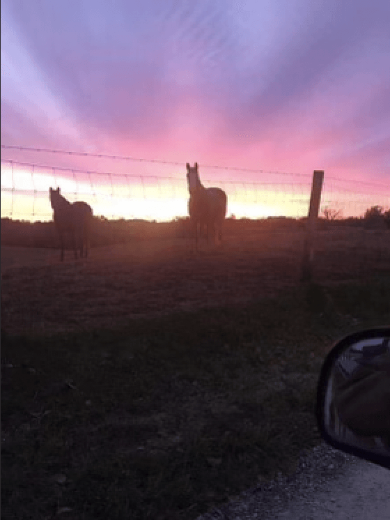 Visiting a Kentucky farm at sunset with horses in view