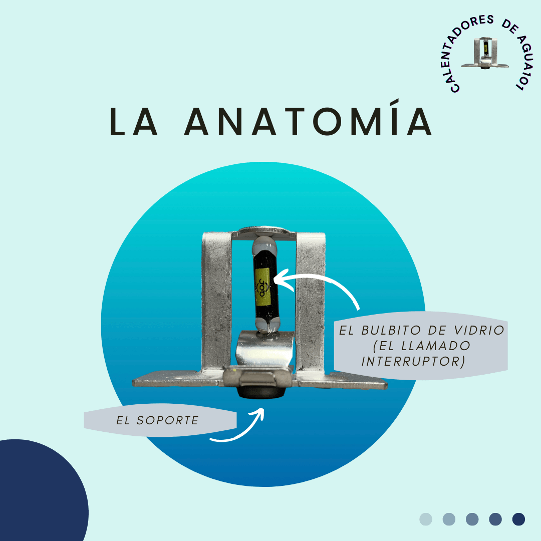 la anatomía de un TRD con el soporte y el bulbito identificados