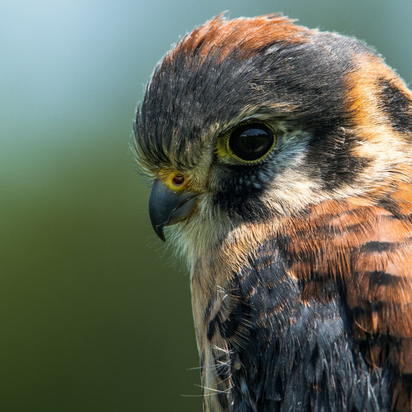 Close-up of a small falcon with dark feathers and orange markings, perched against a blurred green background