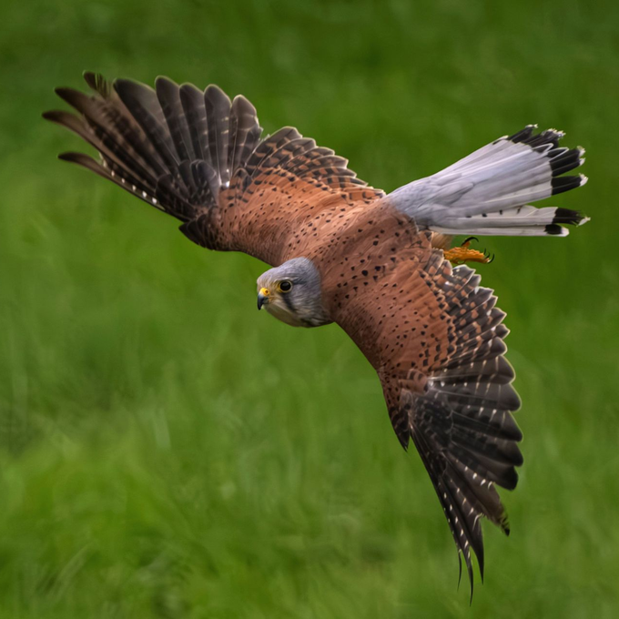 Brown kestrel gliding over green grass, wings spread wide and tail fanned