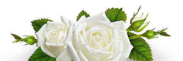 Rose inset