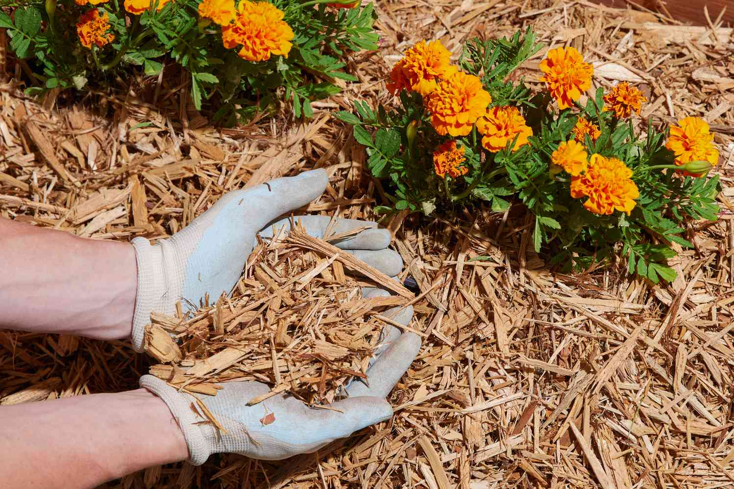 Gloved hands holding a handful of wood mulch in a garden with orange marigolds.