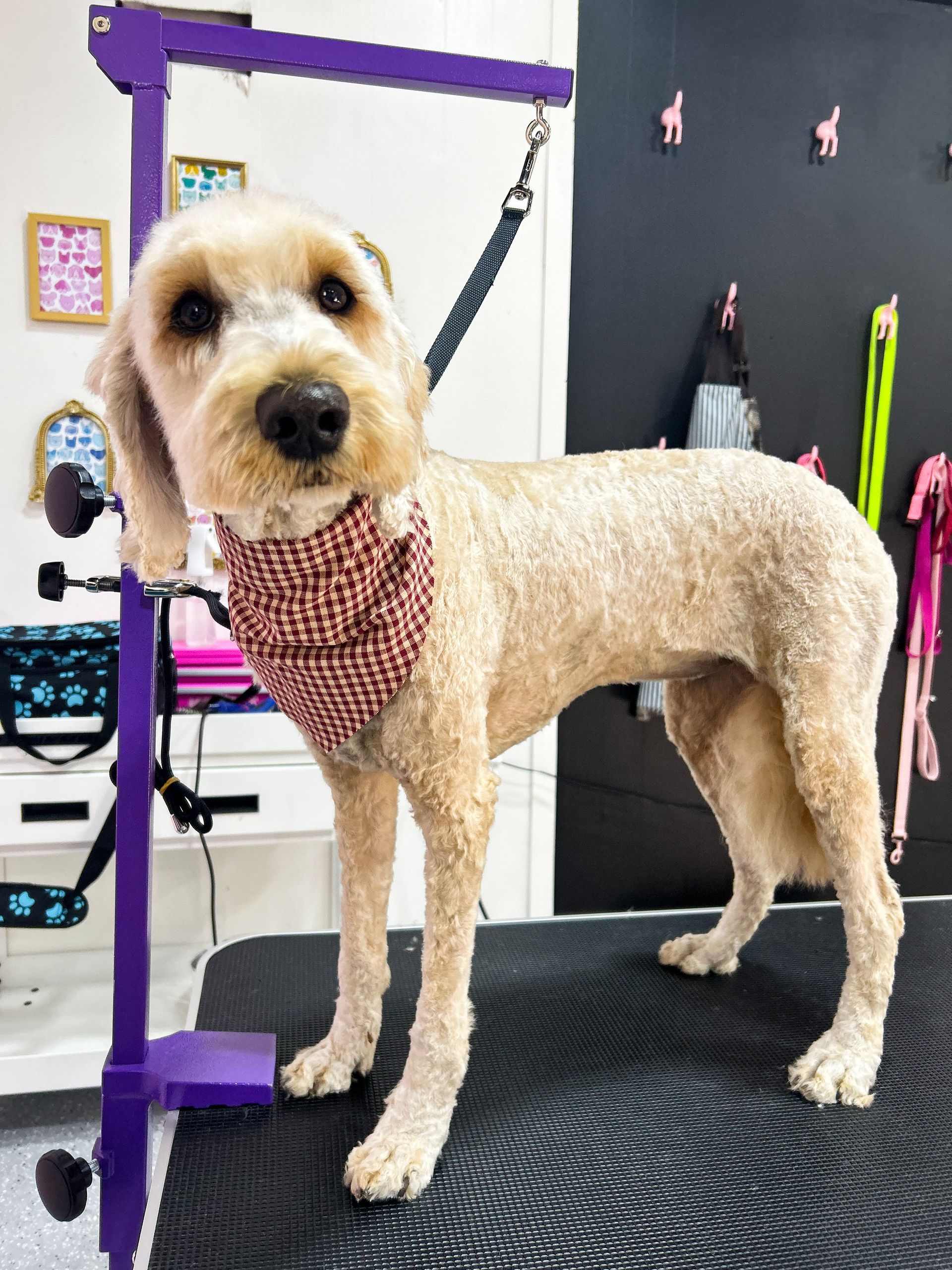 A tan-colored dog with a bandana stands on a grooming table, held by a leash.