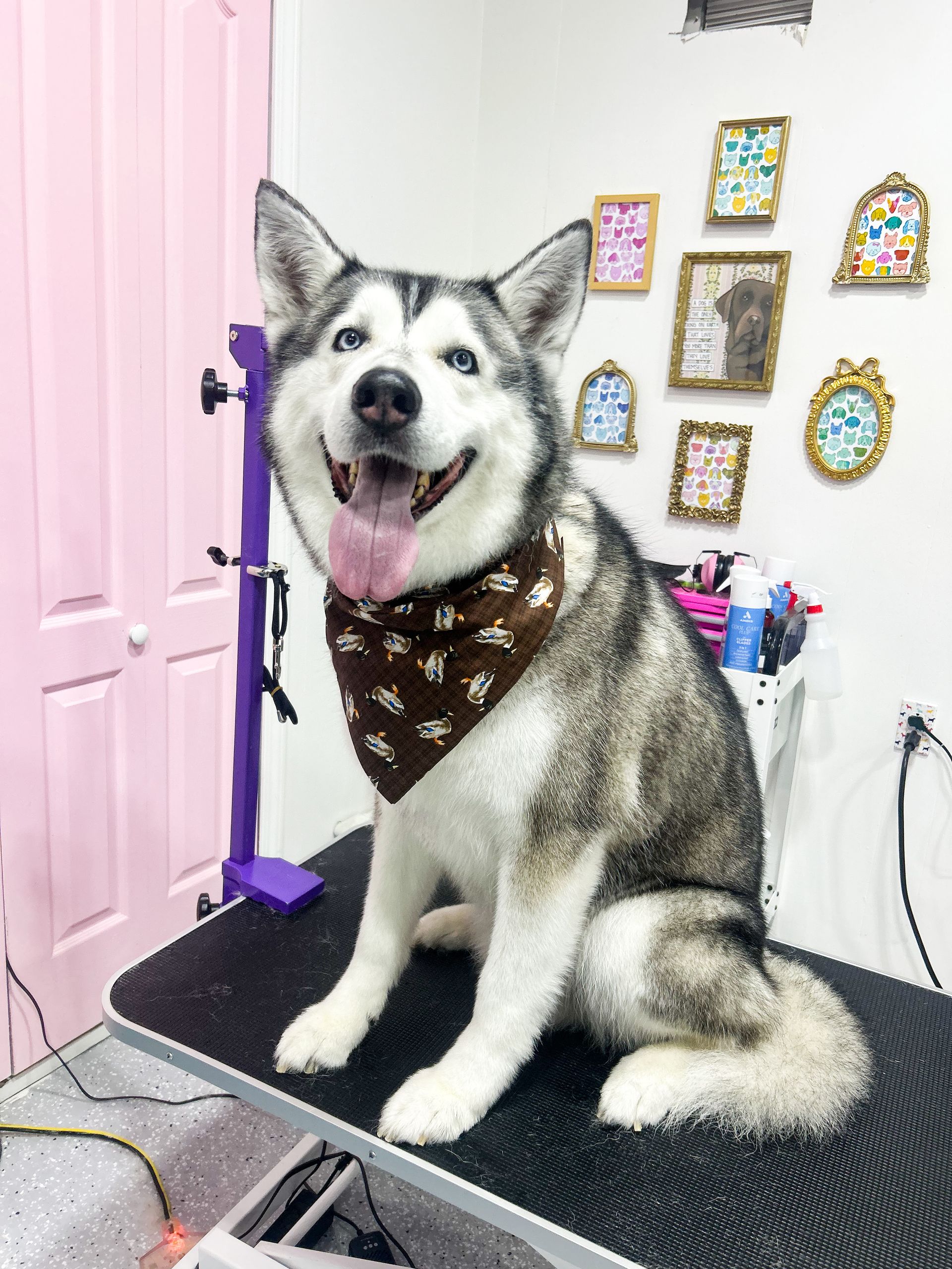 Smiling husky dog wearing a bandana on a grooming table. Pink wall, small framed art.