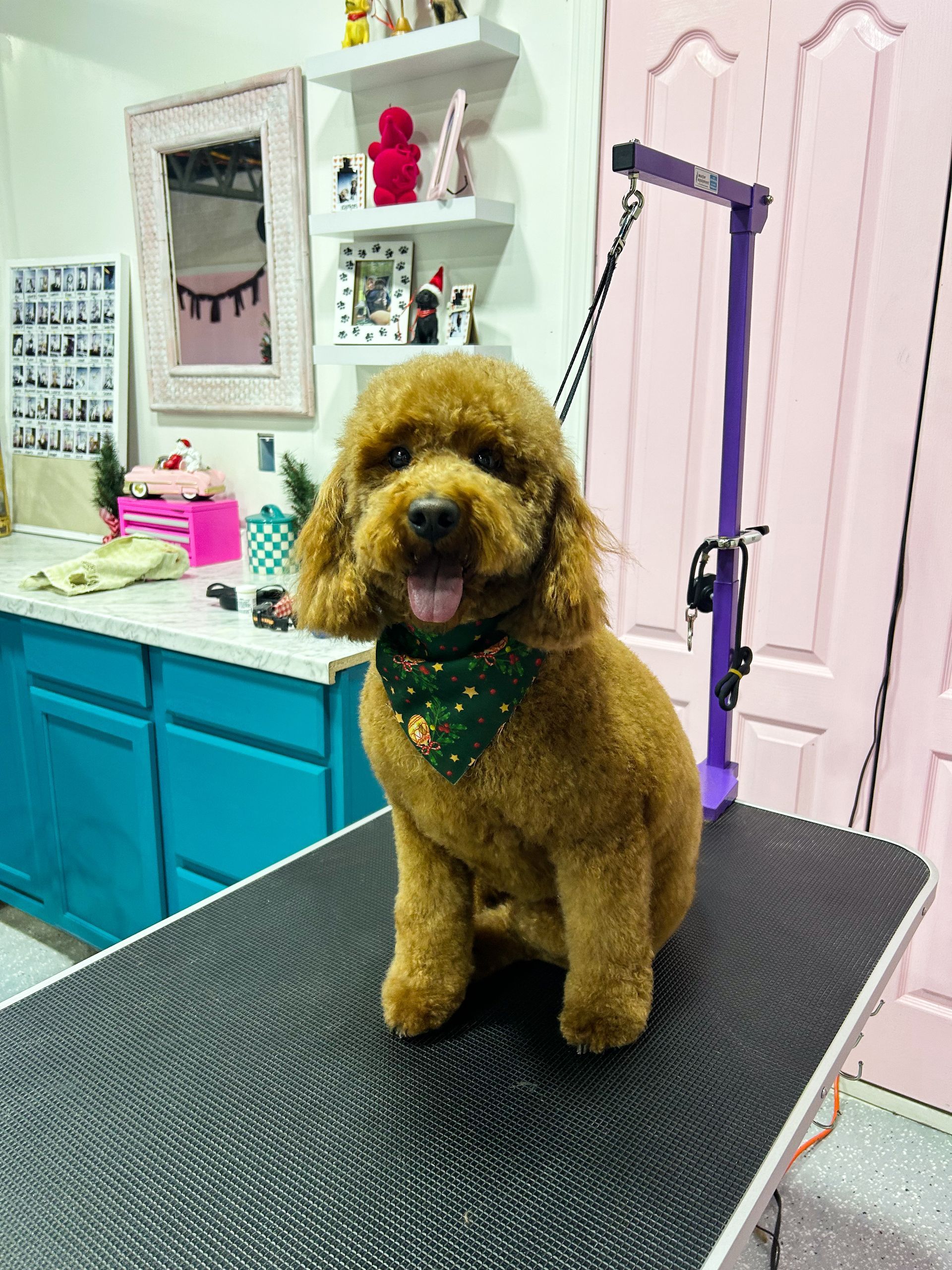 Brown poodle with a green bandana sits on a grooming table, tongue out, in a salon.