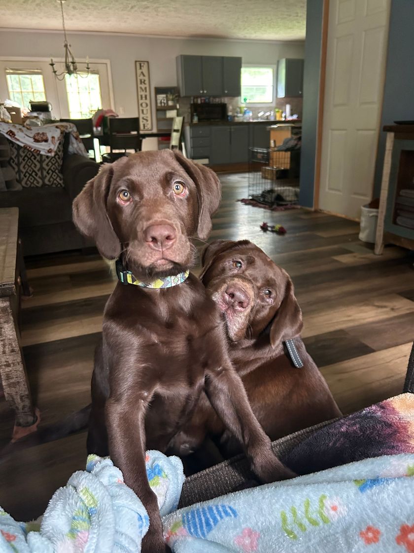 Two chocolate Labrador puppies cuddling inside. One has a collar and looks directly at the camera, while the other peeks.