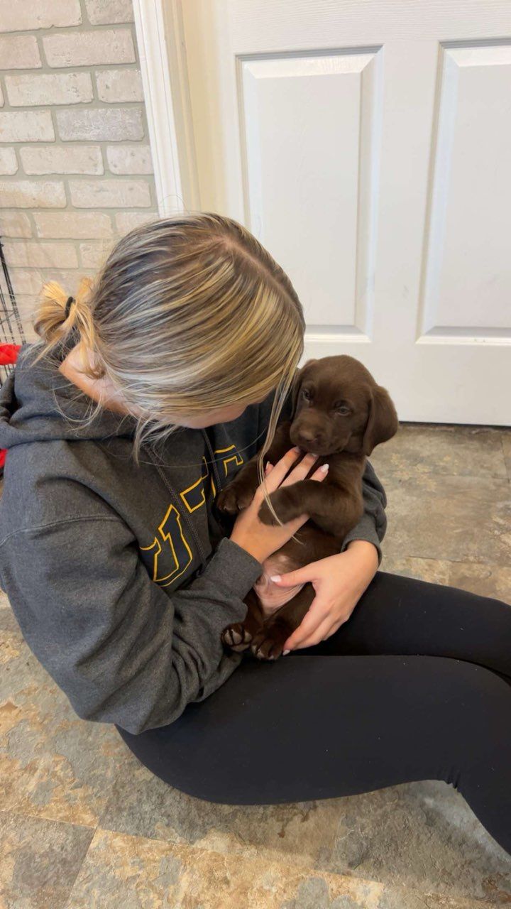 Woman in gray hoodie cuddling a chocolate Labrador puppy indoors.