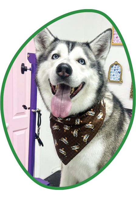 Husky dog with blue eyes, wearing a brown patterned bandana, smiling. Inside green oval.