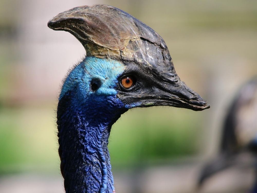 Cassowary