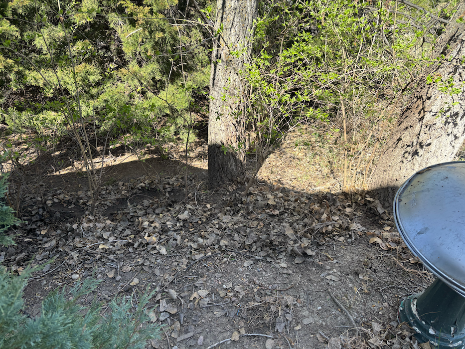 Wooded hillside with leaf-strewn ground, trees, and a metal dish or table at right.
