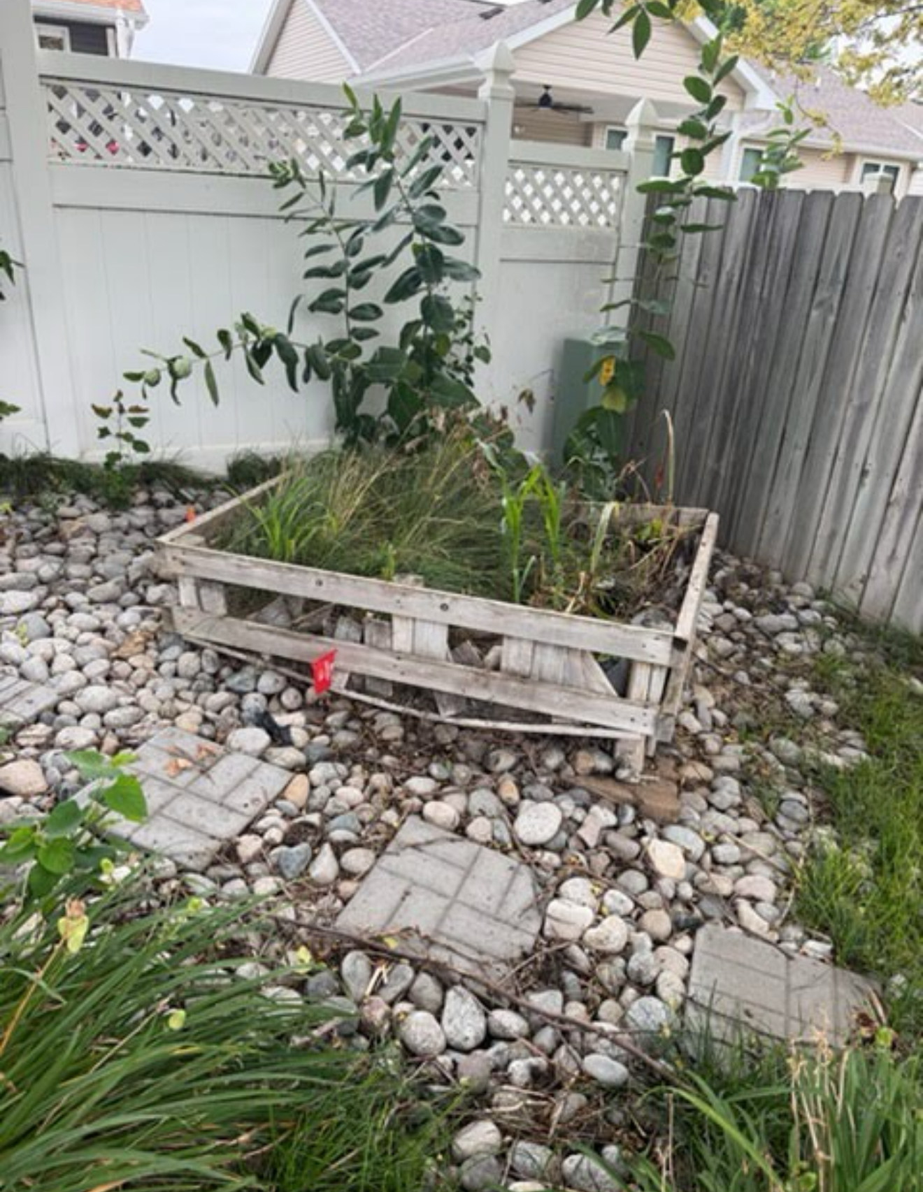 Small raised garden bed with overgrown plants beside a white fence and gray wooden gate, on a pebble-covered yard