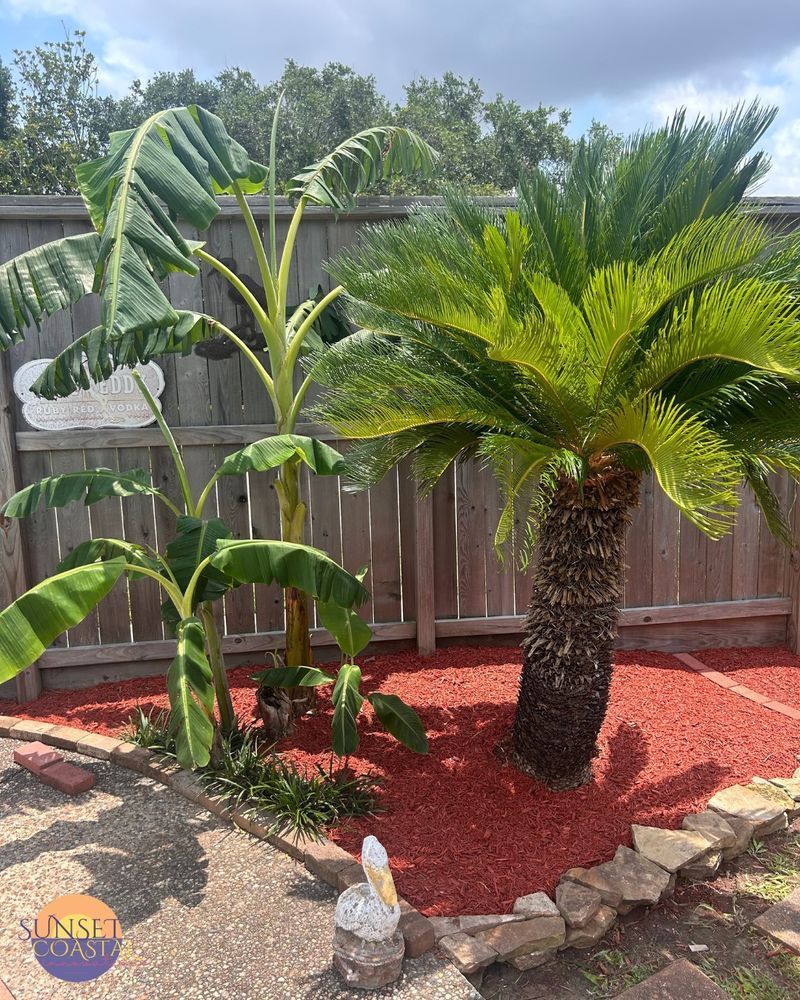 Banana trees and a cycad palm with red mulch in a yard, next to a wooden fence.