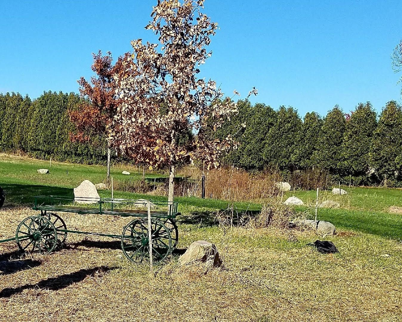 Leafless tree in a sunny garden with green grass, shrubs, and a blue sky.