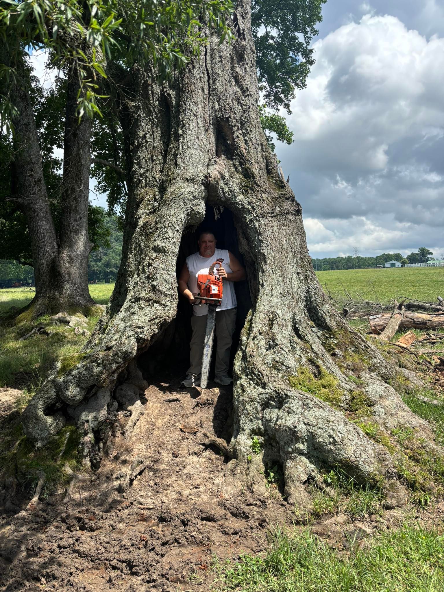 Person standing inside a hollow tree trunk in a sunny field, holding a red-and-white object.