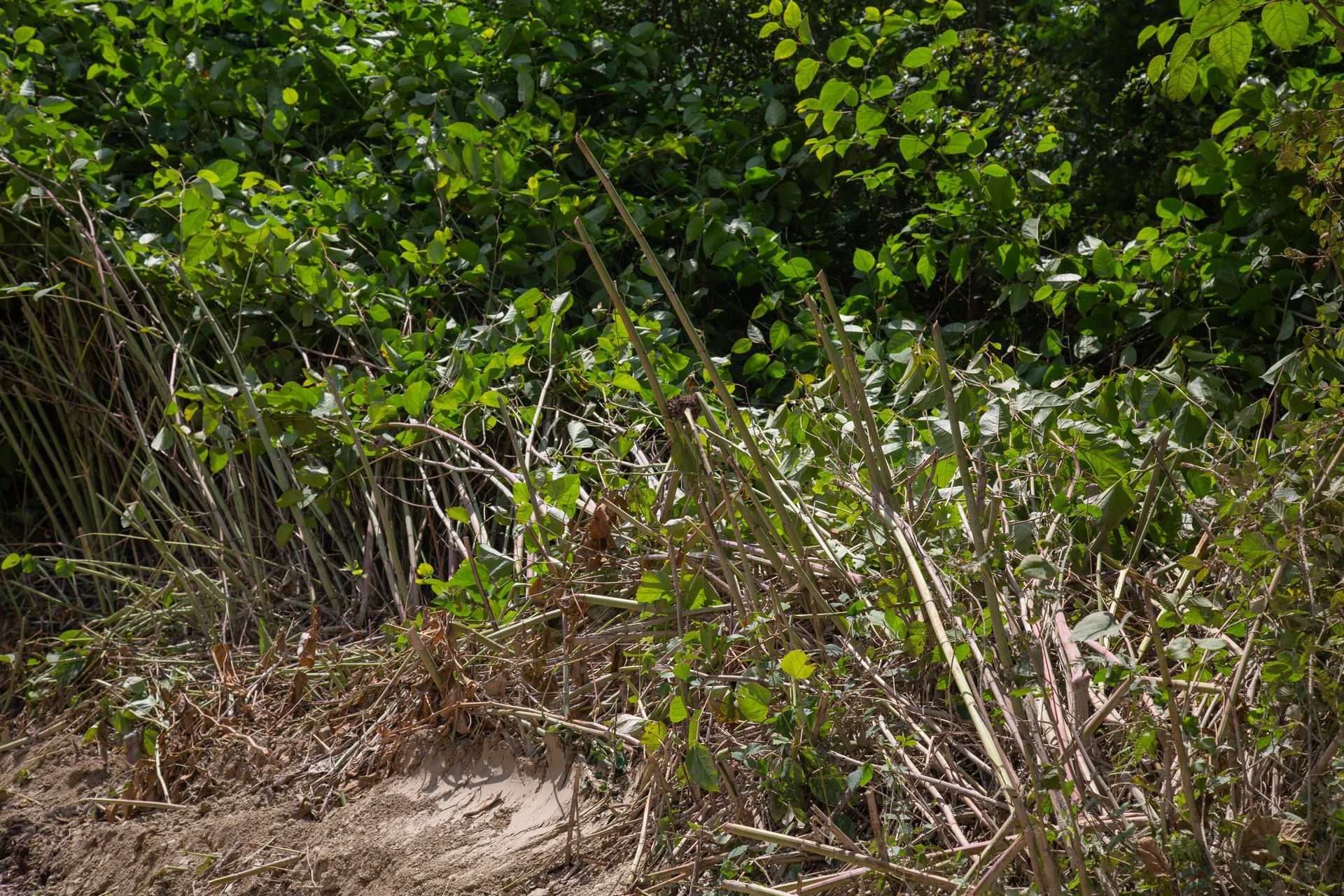Dense green shrubs and dry brush along a sandy path in a wooded area